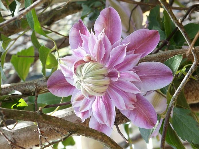 Clematis 'Josephine', Large-Flowered Clematis 'Josephine', Clematis 'Evijohill', group 2 clematis, Double clematis, pink Clematis, Clematis Vine, Clematis Plant, Flower Vines, Clematis Flower, Clematis Pruning,